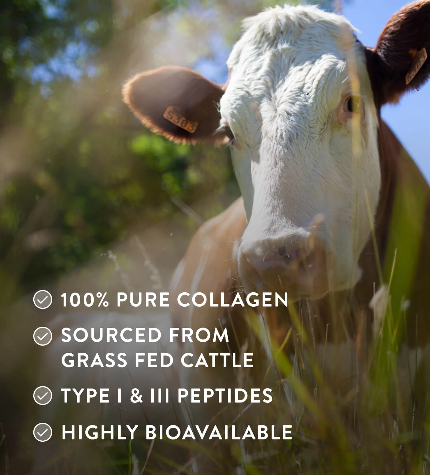 Collagen Powder - Image 5